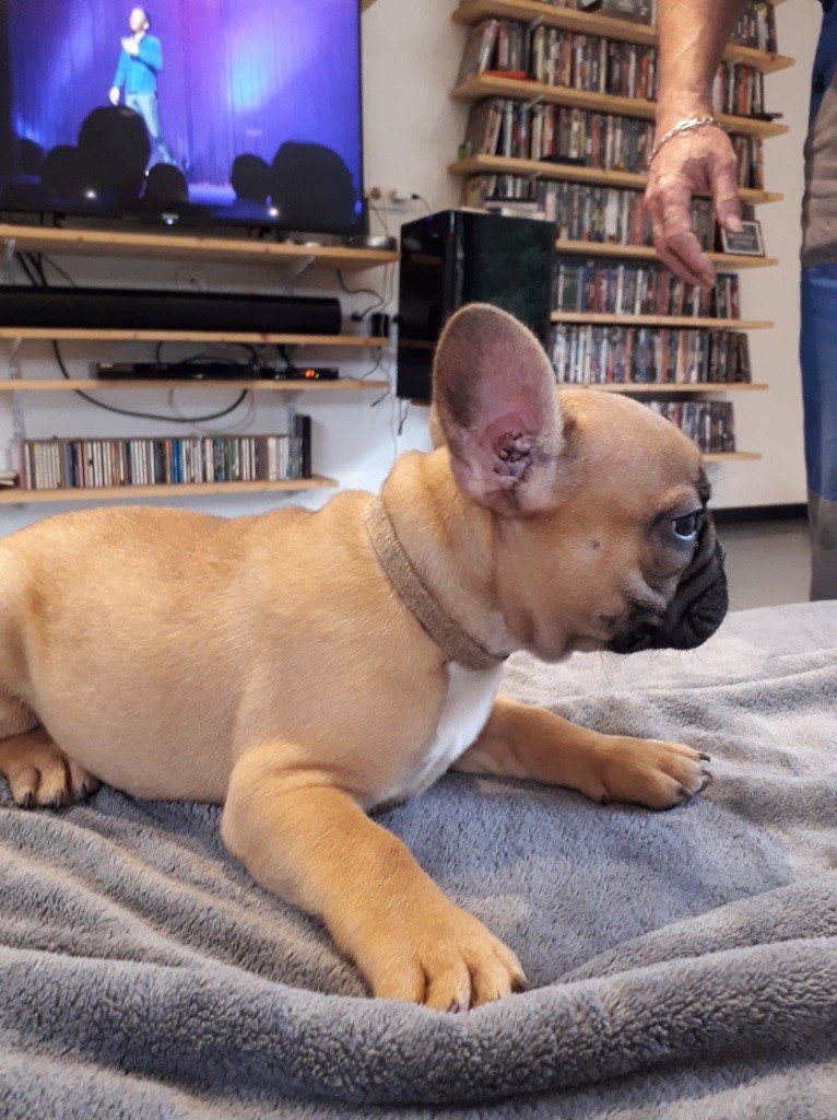 De La Combe Aux Salamandres - Bouledogue français - Portée née le 09/10/2018